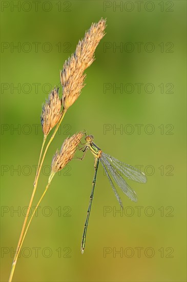 Willow Emerald Damselfly