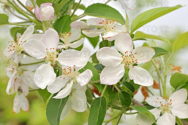 Apricots