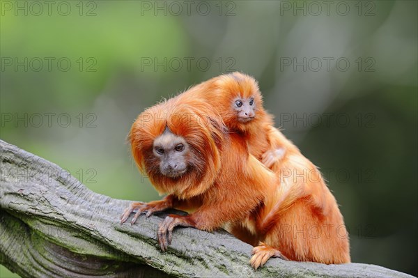 Golden Lion Tamarin with young