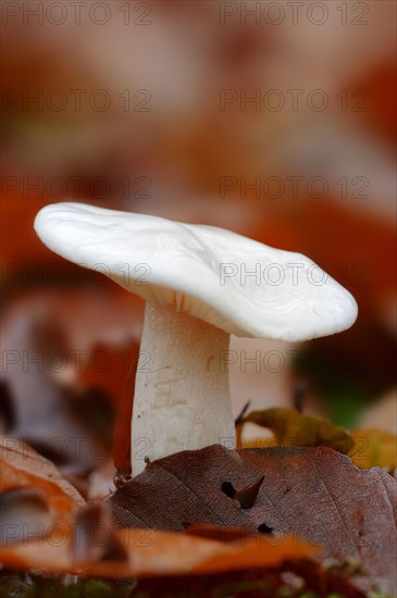 Ivory Waxy Cap