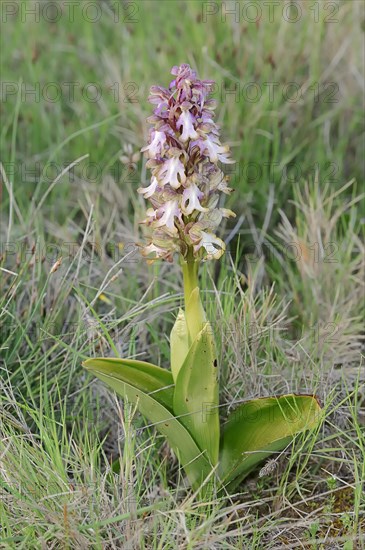 Giant orchid