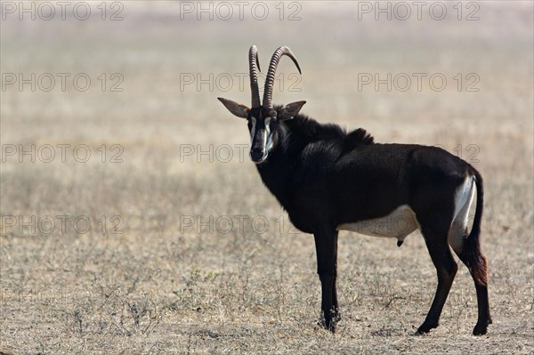 Sable antelope