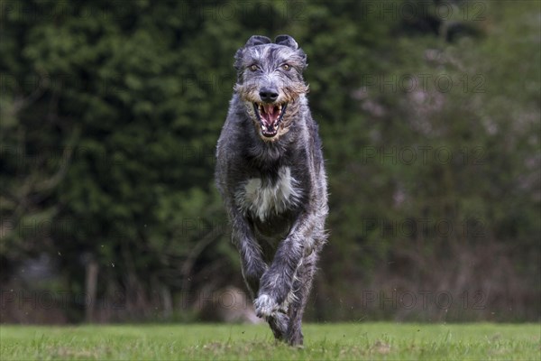 Irish wolfhound