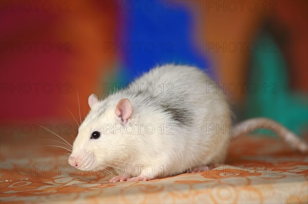 Domestic rat