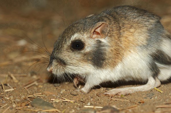 Merriam's kangaroo rat