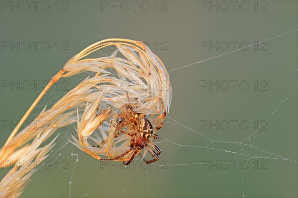 Furrow spider