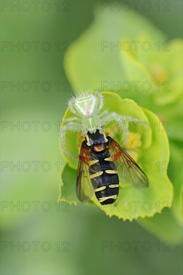 Triangle crab spider with captured hoverfly