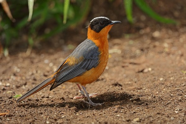 White-crowned Robin Chat