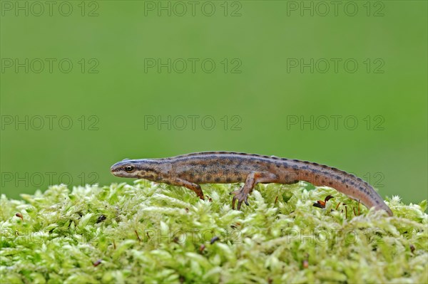 Common newt
