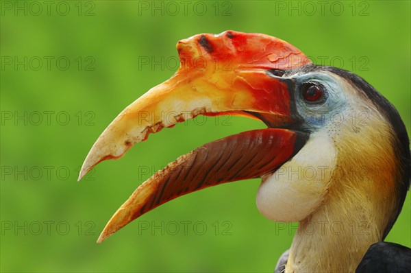 Sunda Wrinkled Hornbill
