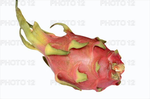 White-fleshed Pitahaya