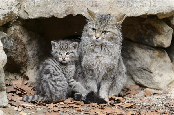 European Wildcat