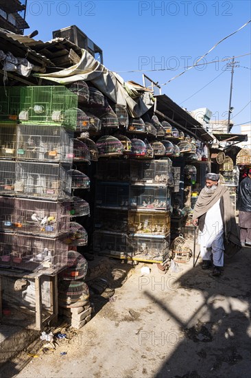 Birds for sale