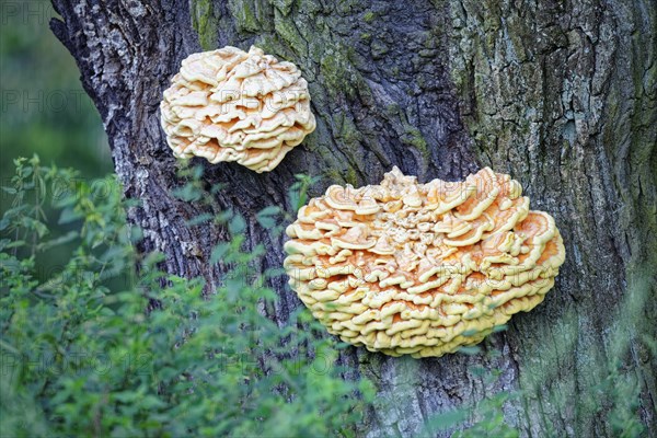 Sulphur polypore