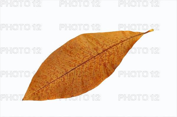 Umbrella Magnolia