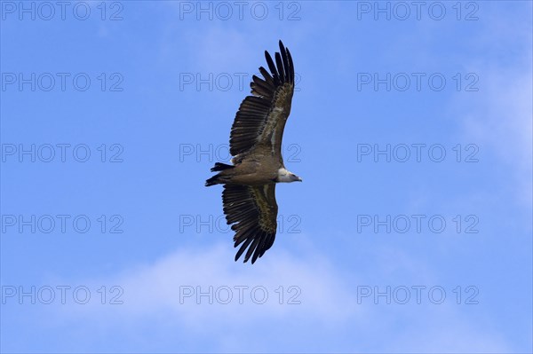 Vulture