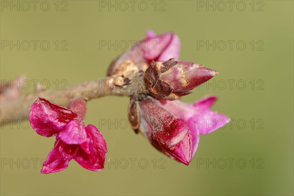 February Daphne