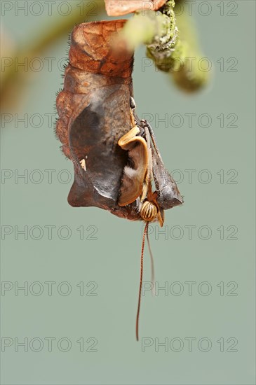 Owl butterfly