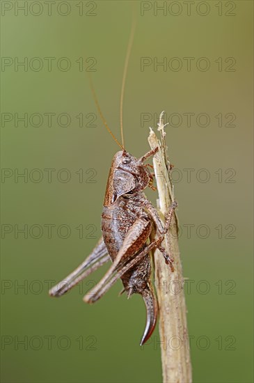 Dark bush-cricket