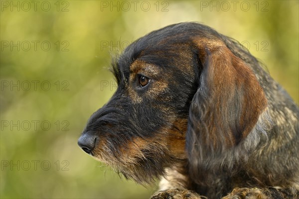 Wire-haired dachshund