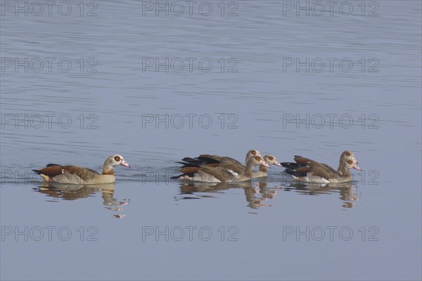 Egyptian geese