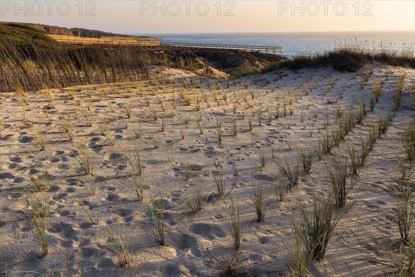 Planting grasses in dunes