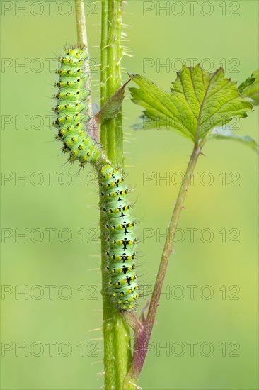 Small emperor moth