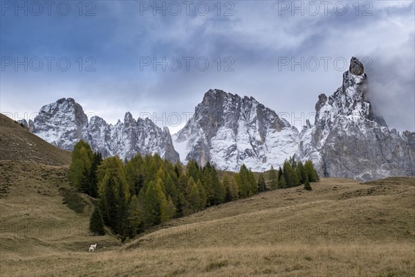 Alpine meadow