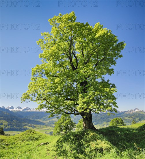Freestanding sycamore maple in mountain spring