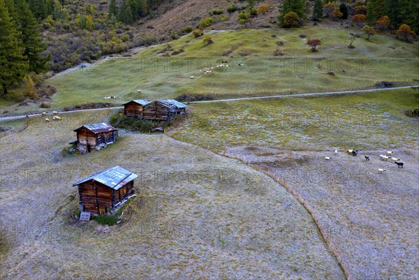 Alpine huts and sheep on a mountain pasture covered in hoarfrost