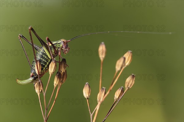 Saddle backed bush cricket