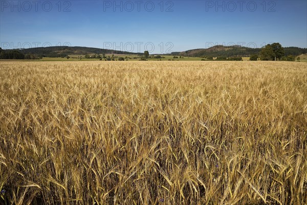 Barley Field