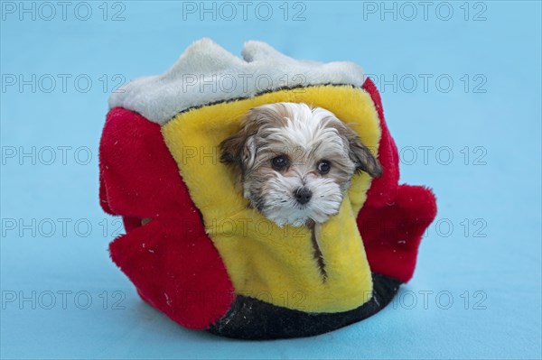 Bolonka Zwetna puppy looking out of a cat cube