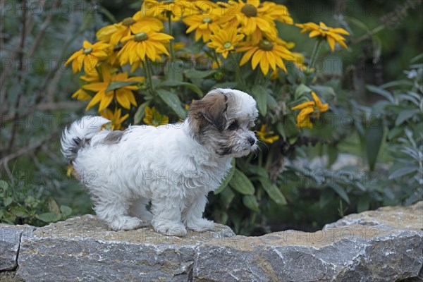 Bolonka Zwetna puppy
