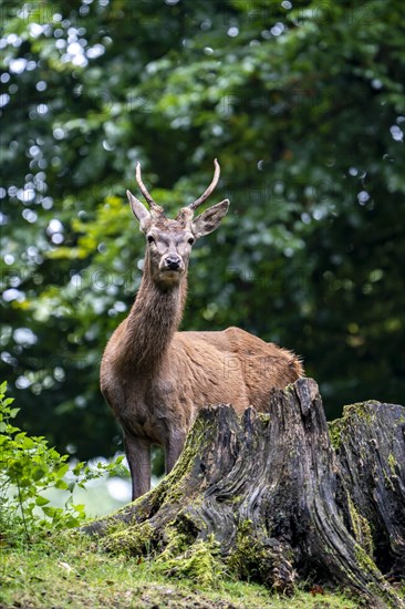 Red deer