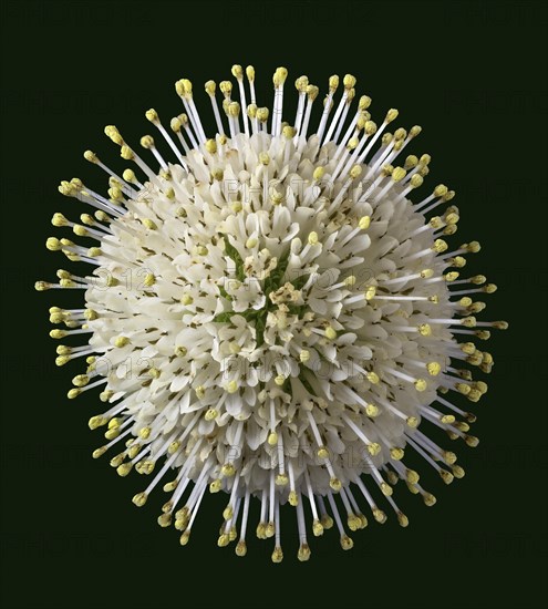 Flower of the buttonbush