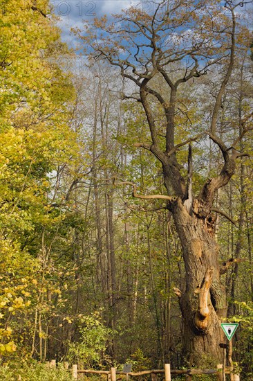 Natural monument