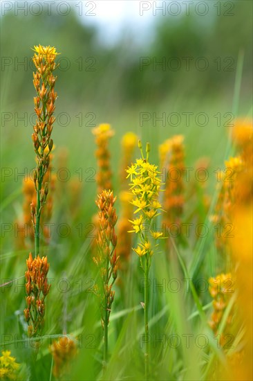 Bog Asphodel