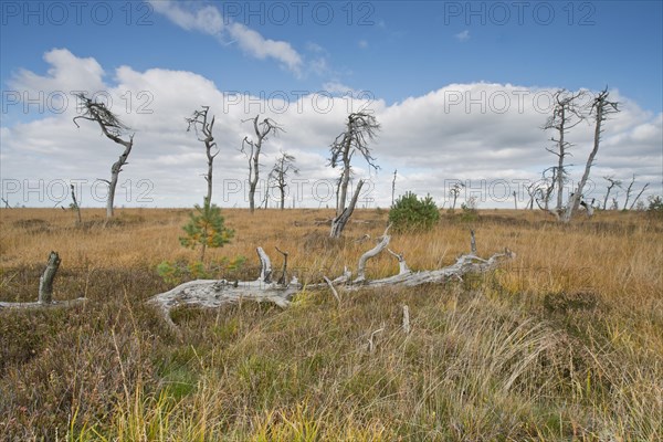 Dead scots pine