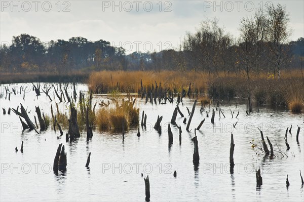 Autumn moorland