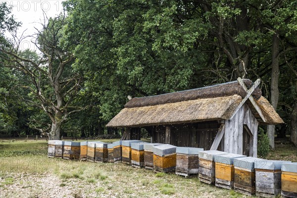 Beehives