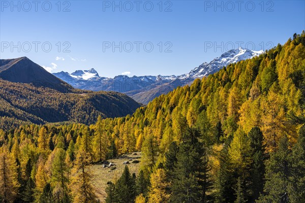 Autumn larch forest off Pizzo Scalino