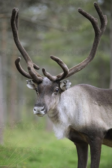 Reindeer