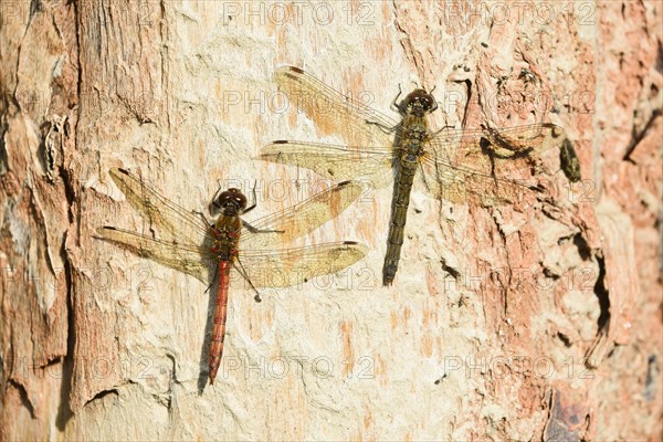 Ruddy darter