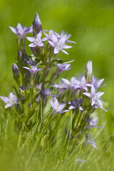 Chiltern gentian