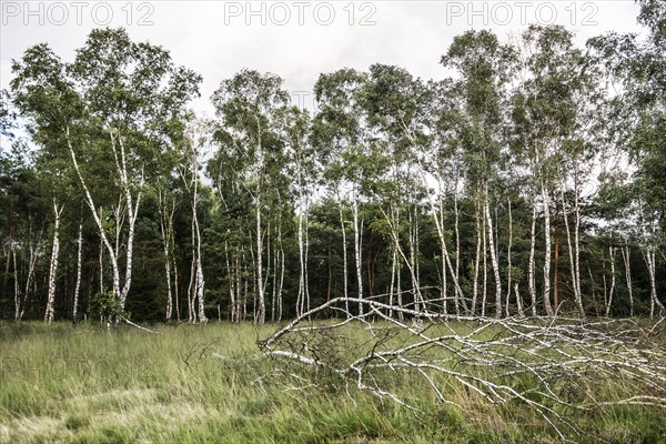 Birches