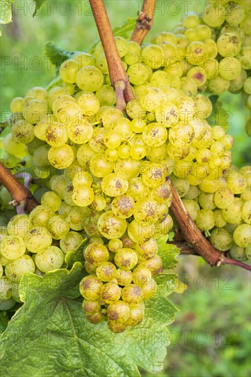 Grapes