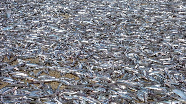 Captured sardinops