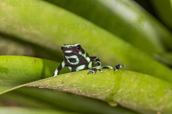 Green and black poison dart frog