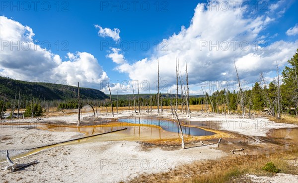 Dead trees at Opalescent Pool with mineral deposits